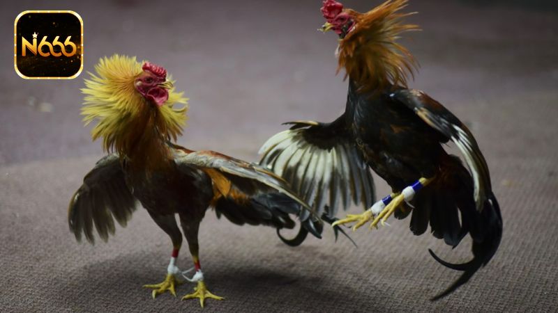 Đá Gà N666 - Sảnh Game Cá Cược Kịch Tính Hấp Dẫn Nhất Hiện Nay 4 Tham gia sảnh cược đá gà tại N666