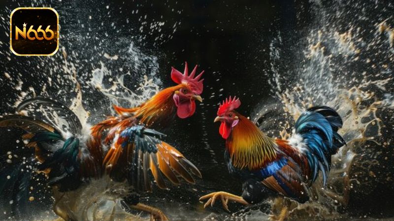 Đá Gà N666 - Sảnh Game Cá Cược Kịch Tính Hấp Dẫn Nhất Hiện Nay 10 Đá gà N666 hợp pháp