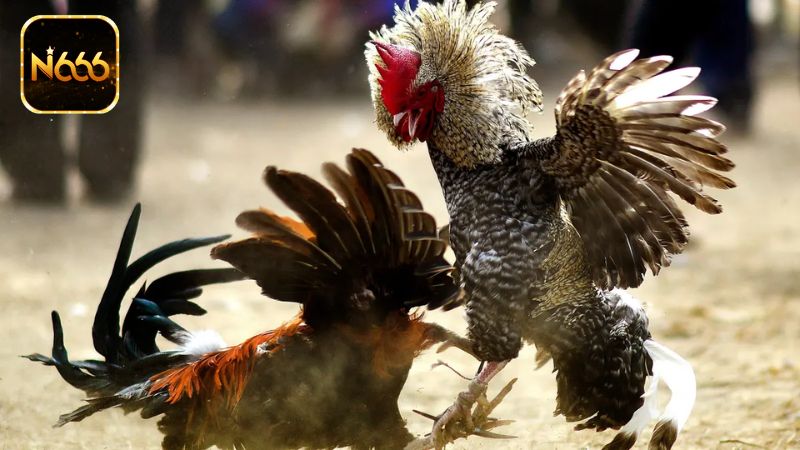 Đá Gà N666 - Sảnh Game Cá Cược Kịch Tính Hấp Dẫn Nhất Hiện Nay 3 Hướng dẫn tham gia cá cược đá gà tại N666